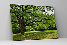 Obraz V zelenom lese 1551